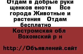 Отдам в добрые руки щенков енота. - Все города Животные и растения » Отдам бесплатно   . Костромская обл.,Вохомский р-н